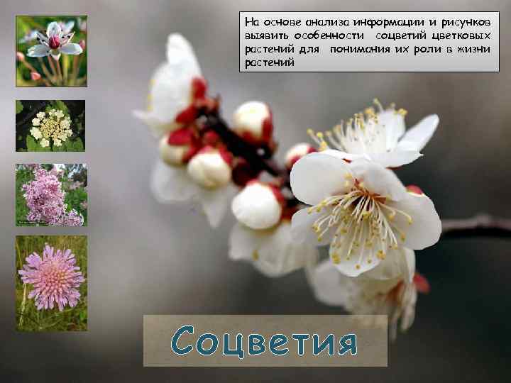 На основе анализа информации и рисунков выявить особенности соцветий цветковых растений для понимания их