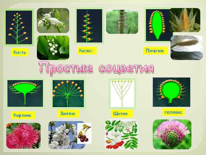 Колос Кисть Початок Простые соцветия Корзина Зонтик Щиток головка 