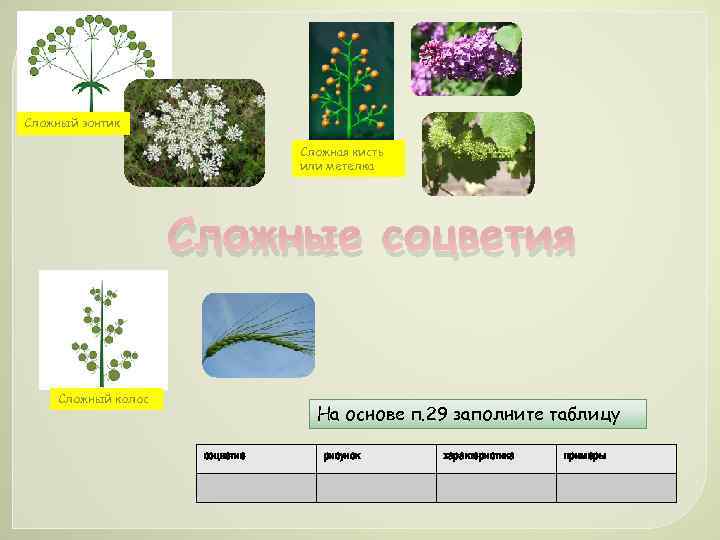 Сложный зонтик Сложная кисть или метелка Сложные соцветия Сложный колос На основе п. 29