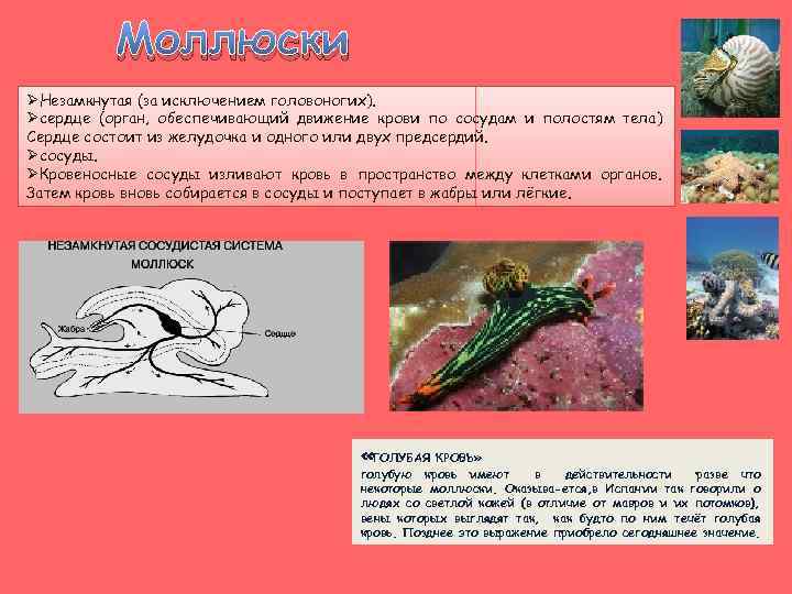Моллюски ØНезамкнутая (за исключением головоногих). Øсердце (орган, обеспечивающий движение крови по сосудам и полостям