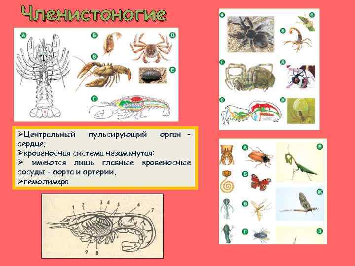 Членистоногие ØЦентральный пульсирующий орган – сердце; Øкровеносная система незамкнутая: Ø имеются лишь главные кровеносные