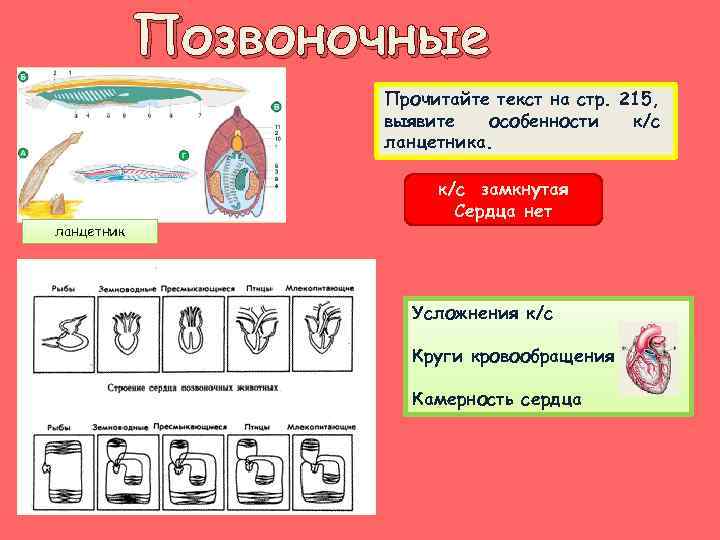 Позвоночные Прочитайте текст на стр. 215, выявите особенности к/с ланцетника. ланцетник к/с замкнутая Сердца