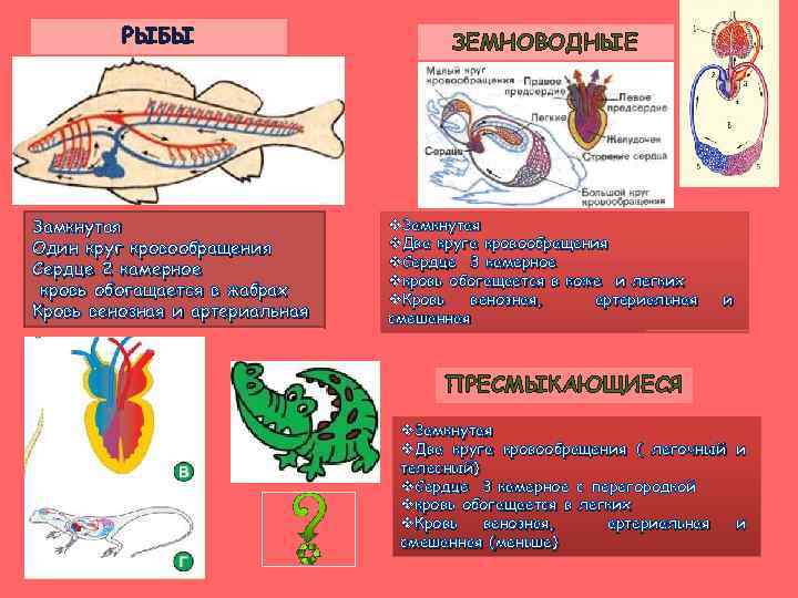 РЫБЫ Замкнутая Один круг кровообращения Сердце 2 камерное кровь обогащается в жабрах Кровь венозная