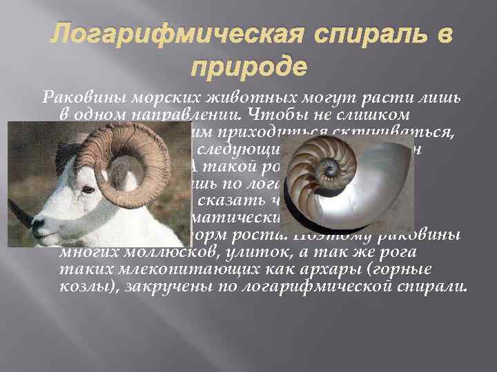 Логарифмическая спираль в природе Раковины морских животных могут расти лишь в одном направлении. Чтобы