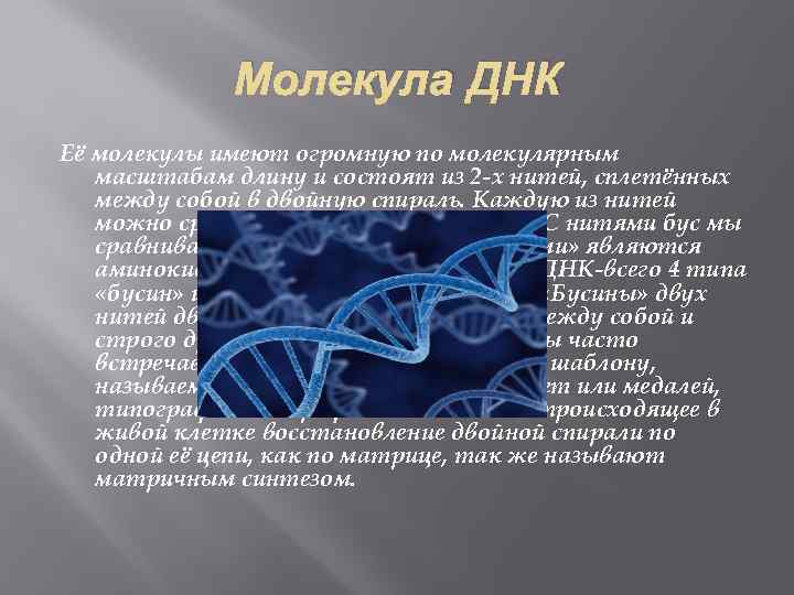 Молекула ДНК Её молекулы имеют огромную по молекулярным масштабам длину и состоят из 2