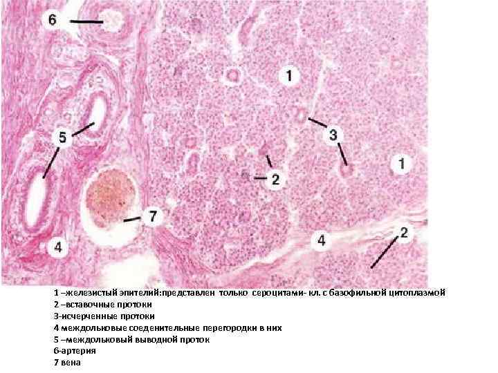 1 –железистый эпителий: представлен только сероцитами- кл. с базофильной цитоплазмой 2 –вставочные протоки 3