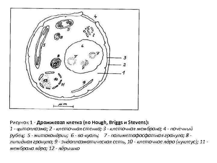 Рассмотрите рисунок с изображением дрожжей какое свойство. Строение клетки гриба дрожжи. Поперечный разрез дрожжевой клетки. Строение грибной клетки дрожжи. Строение дрожжевой клетки рисунок.
