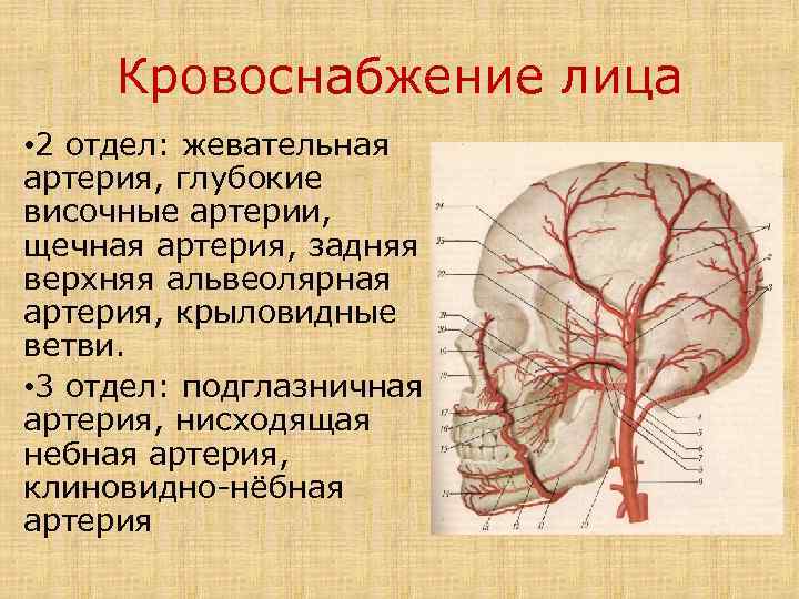 Кровоснабжение лица • 2 отдел: жевательная артерия, глубокие височные артерии, щечная артерия, задняя верхняя