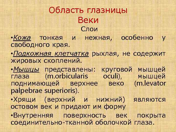 Область глазницы Веки Слои и нежная, • Кожа тонкая особенно у свободного края. •