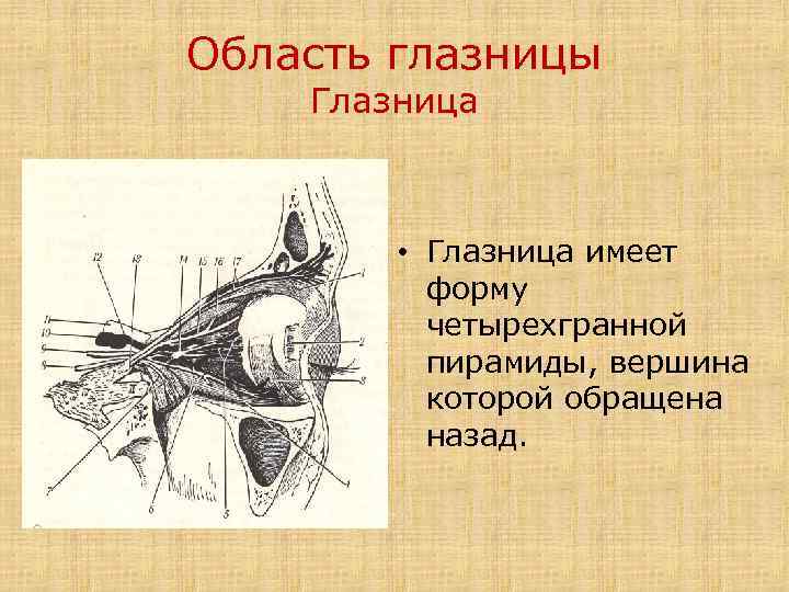 Область глазницы Глазница • Глазница имеет форму четырехгранной пирамиды, вершина которой обращена назад. 