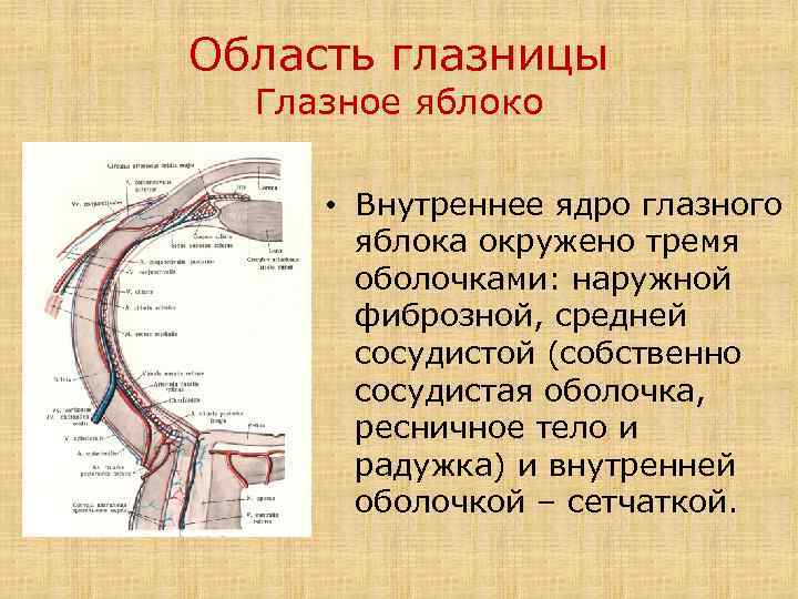 Область глазницы Глазное яблоко • Внутреннее ядро глазного яблока окружено тремя оболочками: наружной фиброзной,