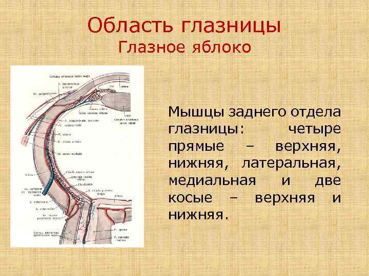 Область глазницы Глазное яблоко Мышцы заднего отдела глазницы: четыре прямые – верхняя, нижняя, латеральная,