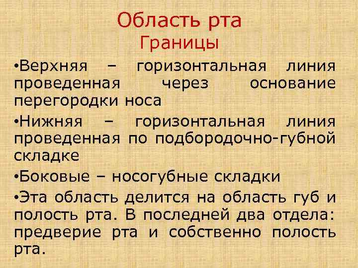 Область рта Границы • Верхняя – горизонтальная линия проведенная через основание перегородки носа •