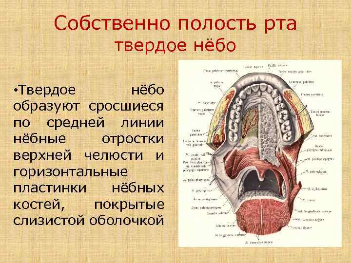 Собственно полость рта твердое нёбо • Твердое нёбо образуют сросшиеся по средней линии нёбные