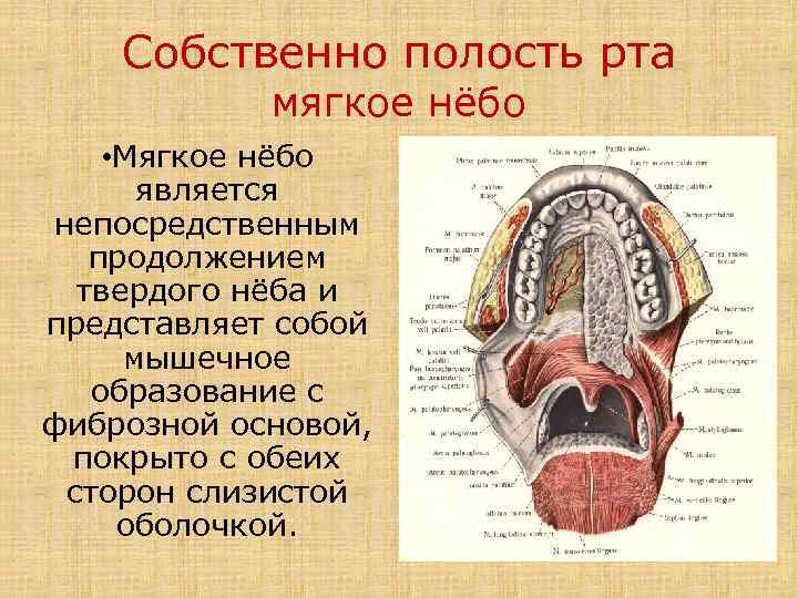 Собственно полость рта мягкое нёбо • Мягкое нёбо является непосредственным продолжением твердого нёба и