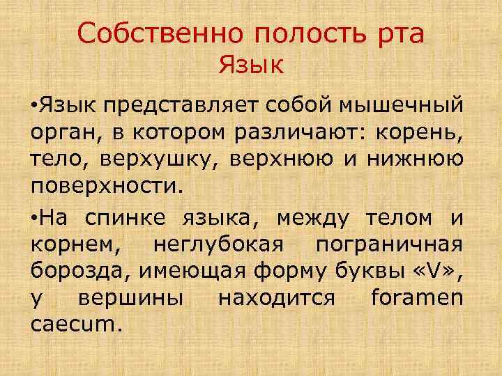 Собственно полость рта Язык • Язык представляет собой мышечный орган, в котором различают: корень,