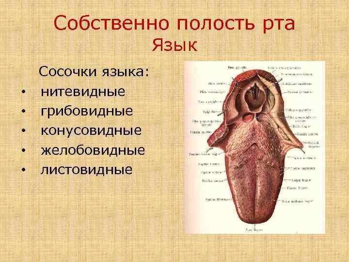 Собственно полость рта Язык • • • Сосочки языка: нитевидные грибовидные конусовидные желобовидные листовидные