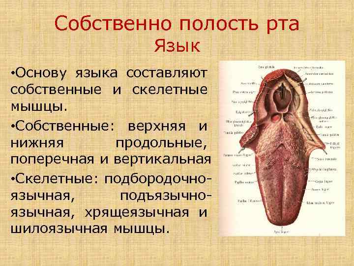 Собственно полость рта Язык • Основу языка составляют собственные и скелетные мышцы. • Собственные: