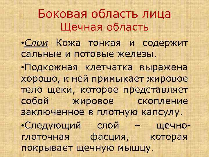 Боковая область лица Щечная область • Слои Кожа тонкая и содержит сальные и потовые