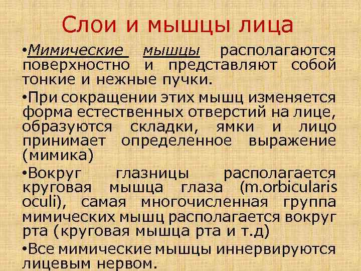 Слои и мышцы лица • Мимические мышцы располагаются поверхностно и представляют собой тонкие и