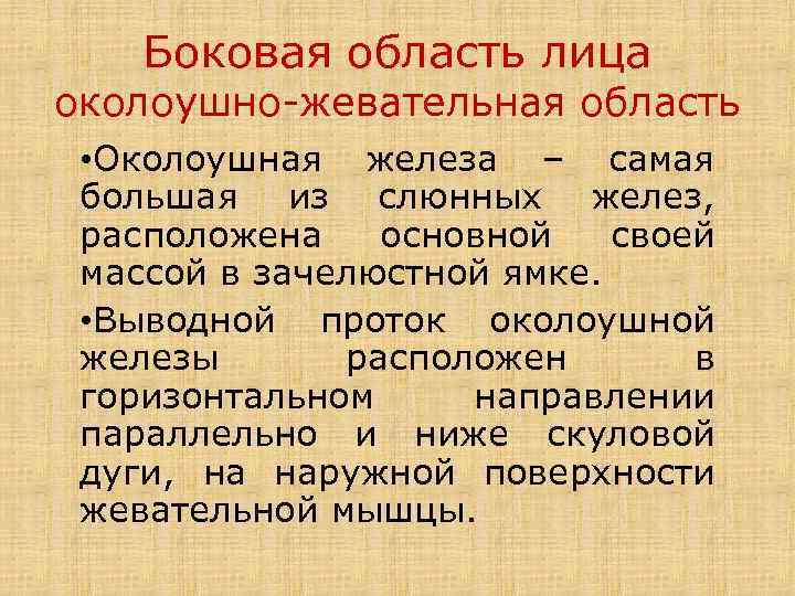 Боковая область лица околоушно-жевательная область • Околоушная железа – самая большая из слюнных желез,