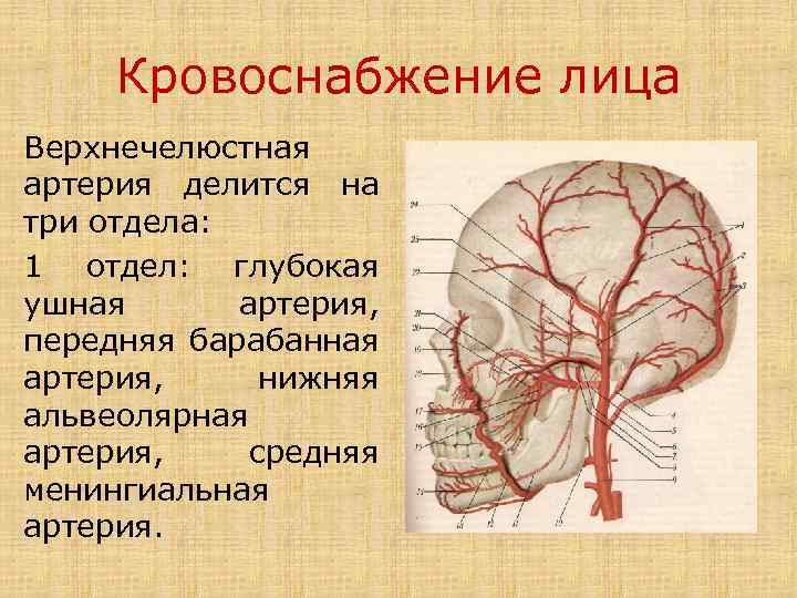 Кровоснабжение лица Верхнечелюстная артерия делится на три отдела: 1 отдел: глубокая ушная артерия, передняя