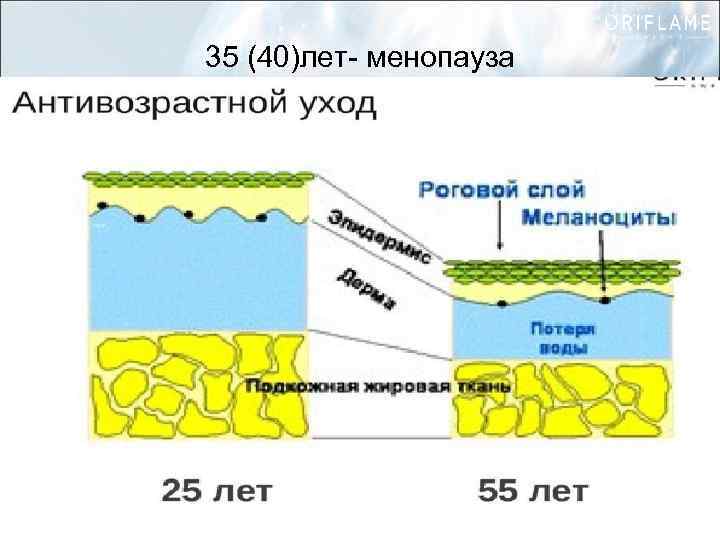 35 (40)лет- менопауза 