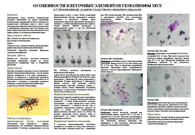 Клеточные элементы. Клетки гемолимфы пчелы. Гемолимфа под микроскопом. Клеточное строение гемолимфы насекомых. Гемолимфа особенности.