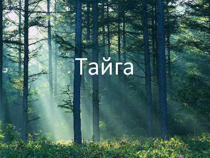 Тайга 