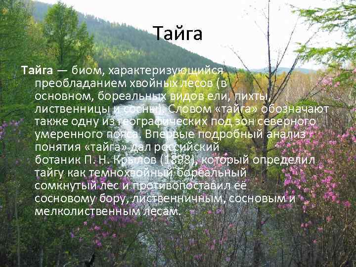 Тайга — биом, характеризующийся преобладанием хвойных лесов (в основном, бореальных видов ели, пихты, лиственницы
