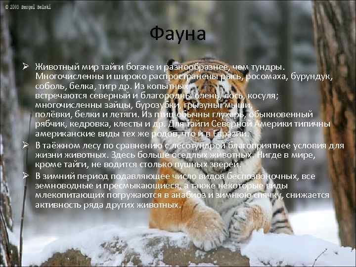 Фауна Ø Животный мир тайги богаче и разнообразнее, чем тундры. Многочисленны и широко распространены