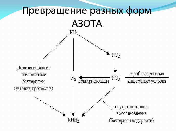 Превращение разных форм АЗОТА 
