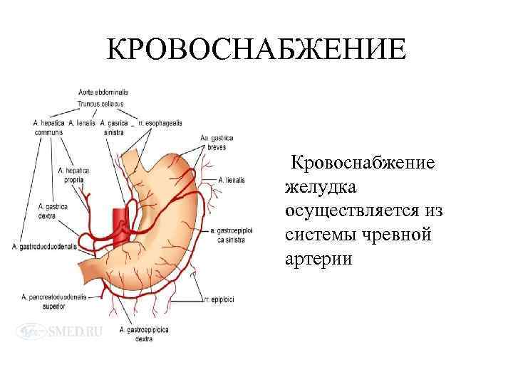 КРОВОСНАБЖЕНИЕ Кровоснабжение желудка осуществляется из системы чревной артерии 