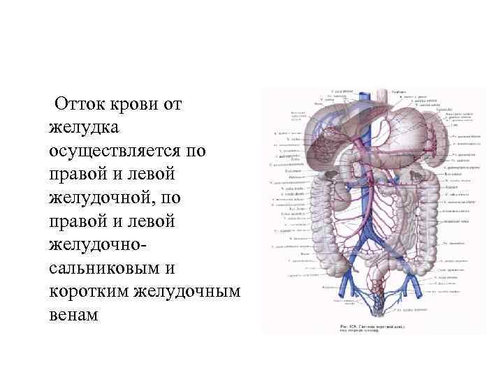 Отток крови от желудка осуществляется по правой и левой желудочной, по правой и левой