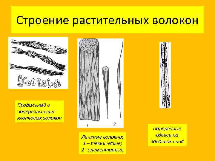 Строение растительных волокон Продольный и поперечный вид хлопковых волокон Льняные волокна: 1 – технические;