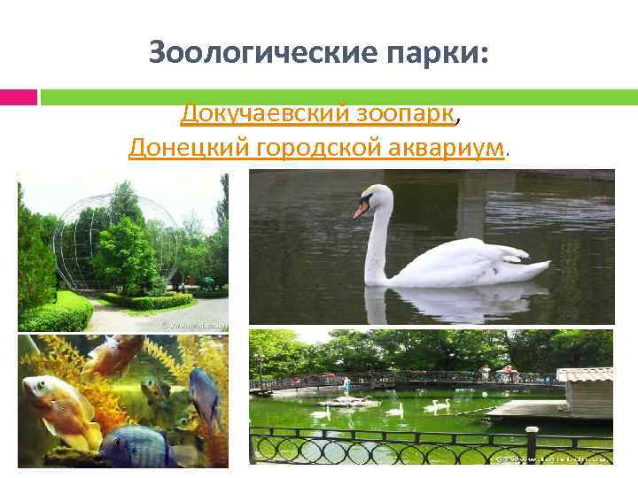 Зоологические парки: Докучаевский зоопарк, Донецкий городской аквариум. 