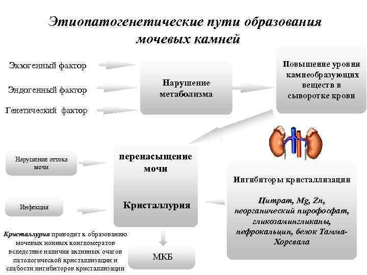 Этиопатогенетические пути образования мочевых камней Экзогенный фактор Нарушение метаболизма Эндогенный фактор Повышение уровня камнеобразующих