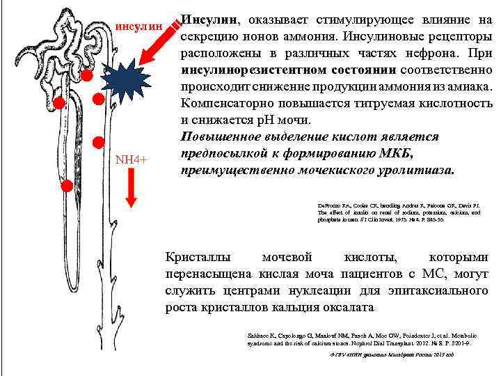 инсулин NH 4+ Инсулин, оказывает стимулирующее влияние на секрецию ионов аммония. Инсулиновые рецепторы расположены