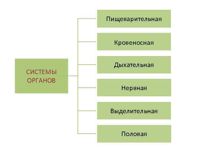 Пищеварительная Кровеносная СИСТЕМЫ ОРГАНОВ Дыхательная Нервная Выделительная Половая 