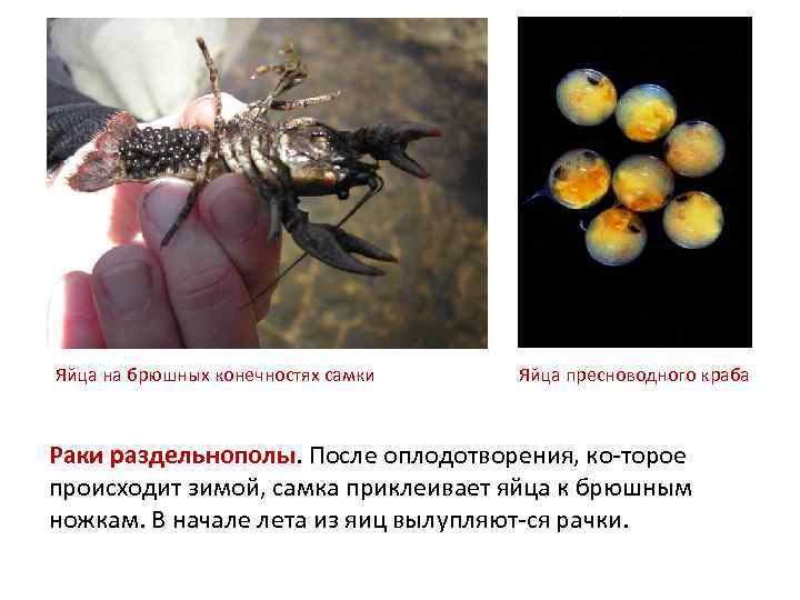 Яйца на брюшных конечностях самки Яйца пресноводного краба Раки раздельнополы. После оплодотворения, ко торое