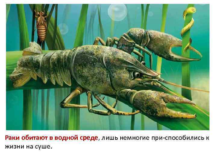 Раки обитают в водной среде, лишь немногие при способились к жизни на суше. 