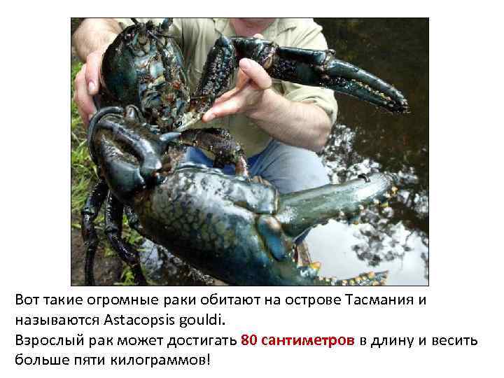 Вот такие огромные раки обитают на острове Тасмания и называются Astacopsis gouldi. Взрослый рак