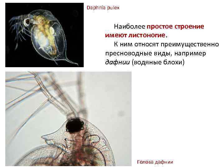 Питание дафнии. Daphnia pulex строение. Взаимоотношения гидр и дафний. Отряд Листоногие представители. Дафния интересные факты.