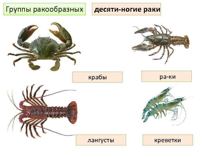 Группы ракообразных десяти ногие раки крабы лангусты ра ки креветки 