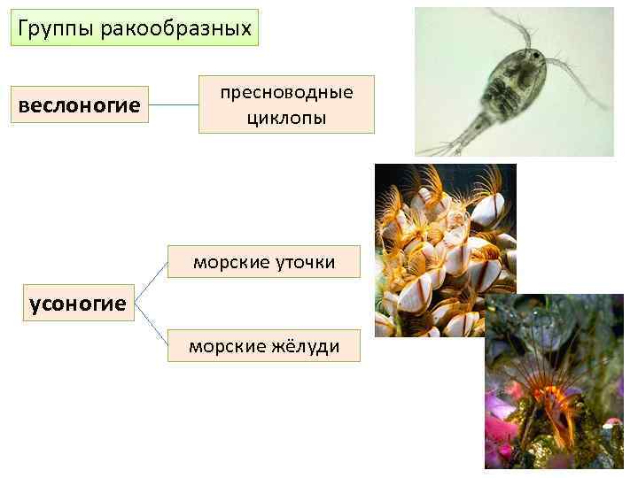 Группы ракообразных веслоногие пресноводные циклопы морские уточки усоногие морские жёлуди 