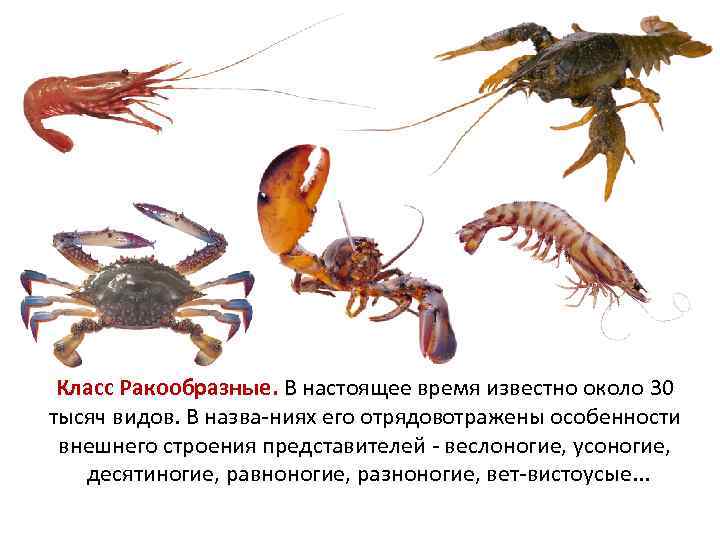 Класс Ракообразные. В настоящее время известно около 30 тысяч видов. В назва ниях его