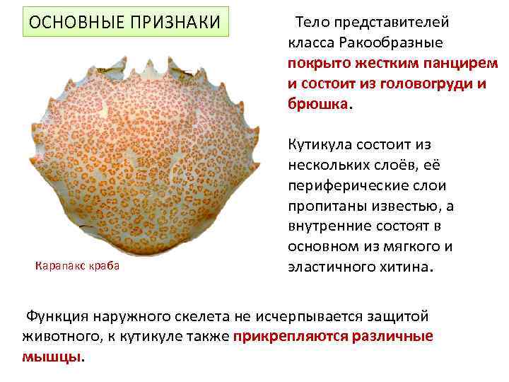 ОСНОВНЫЕ ПРИЗНАКИ Карапакс краба Тело представителей класса Ракообразные покрыто жестким панцирем и состоит из
