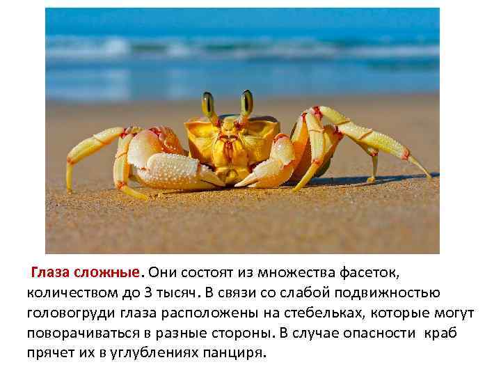  Глаза сложные. Они состоят из множества фасеток, количеством до 3 тысяч. В связи