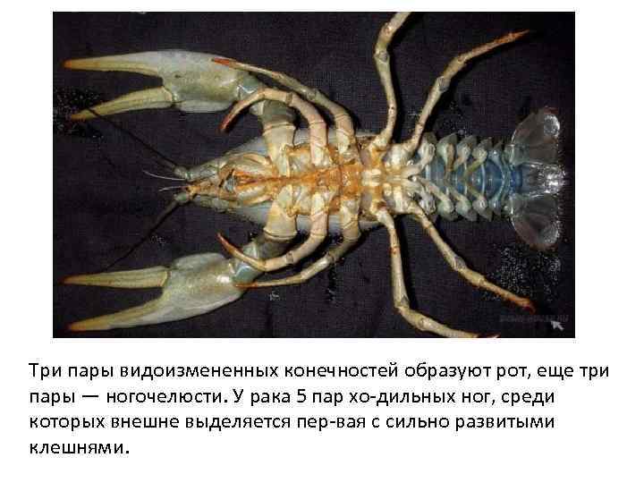 Три пары видоизмененных конечностей образуют рот, еще три пары — ногочелюсти. У рака 5