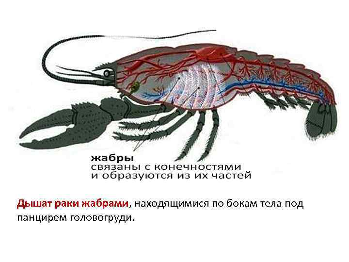 Дышат раки жабрами, находящимися по бокам тела под панцирем головогруди. 